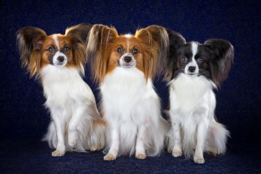 Papillon köpek