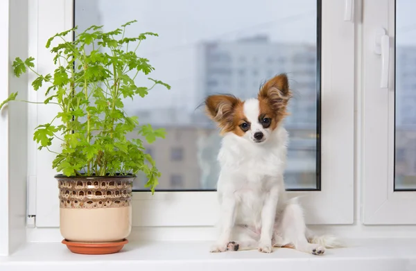 stock image Puppy and flower on window