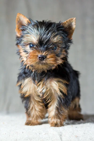 Yorkshire Terrier Puppy — Stock Photo, Image
