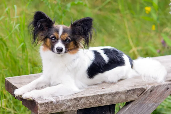 Папийонная собака — стоковое фото
