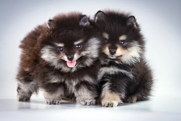 Κουτάβια Pomeranian — Φωτογραφία Αρχείου