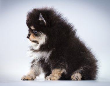 Pomeranian köpek yavrusu