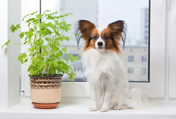 Dog and flower on window — Stock Photo, Image