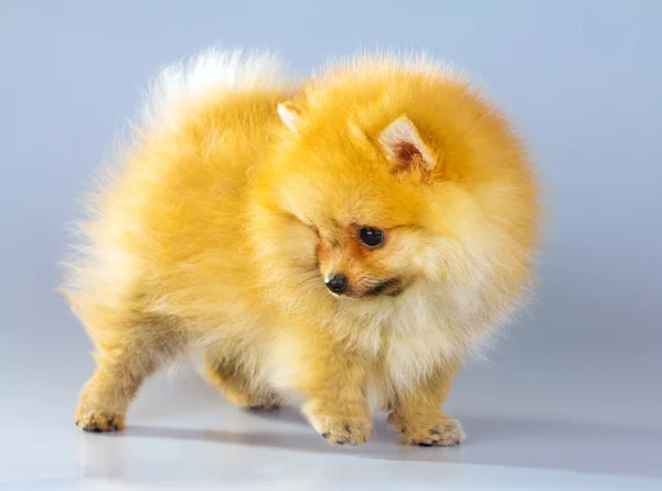 Померанский щенок — стоковое фото