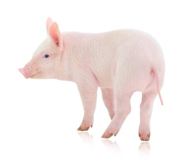 Pig on white clipart