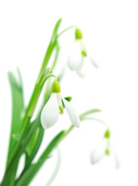 Kardelen (Galanthus nivalis) beyaz arka plan üzerinde