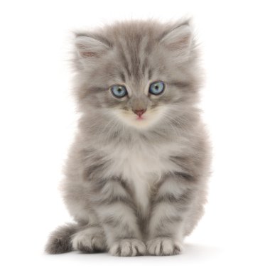 Kitten on a white background clipart