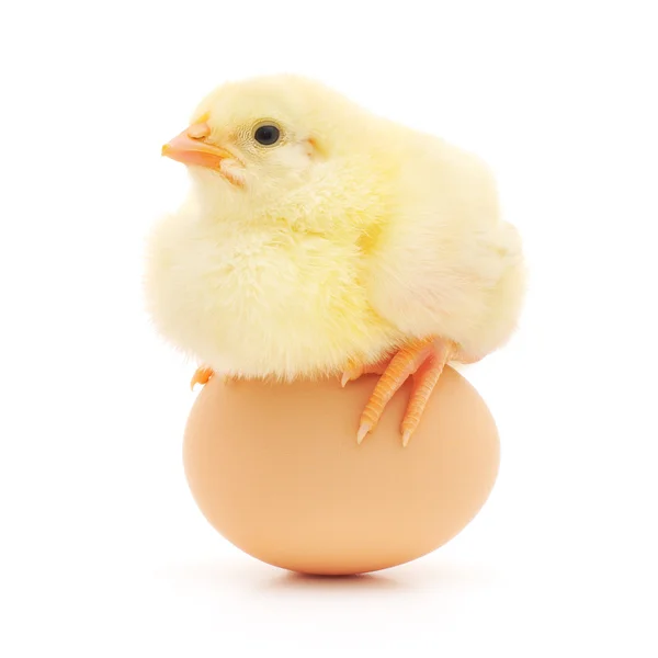 Chicken and egg — Stock Photo, Image