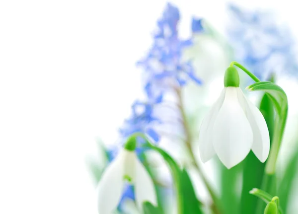 Tavaszi virágok háttér — Stock Fotó