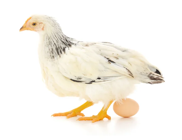 Biała kura z jajkiem — Zdjęcie stockowe