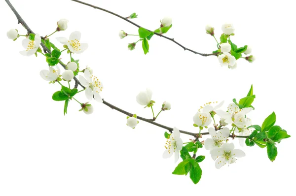 Flor de cereza —  Fotos de Stock