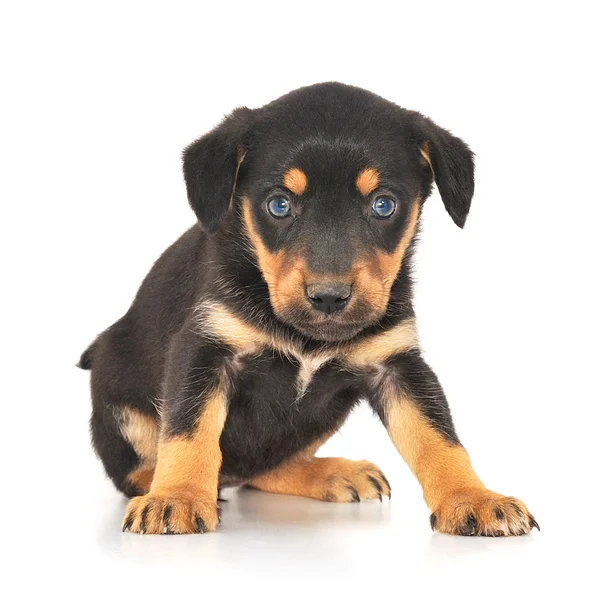 stock image Baby Puppy