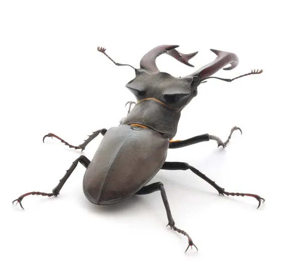 Stag Beetle — Stock Photo, Image