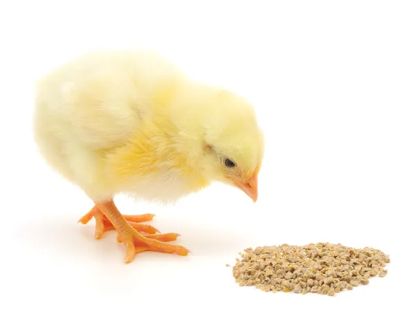 Bebé pollo teniendo una comida — Foto de Stock