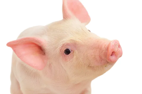 Portrait d'un porc — Photo