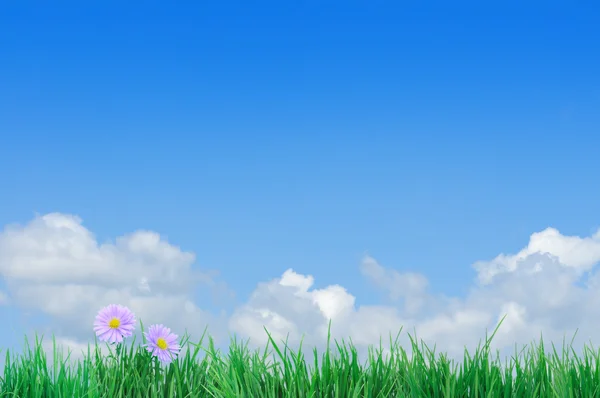 Зеленая трава с цветами — стоковое фото