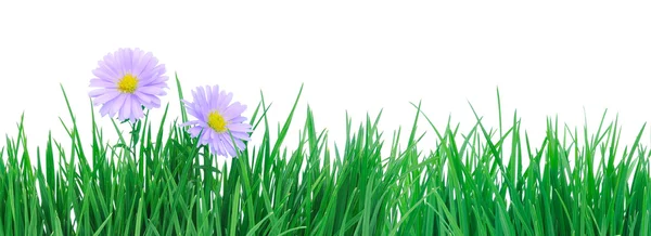 Two daisies on grass. — Stock Photo, Image