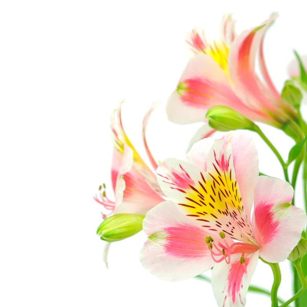 stock image Pink flowers on white