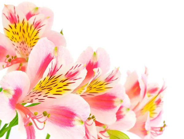 Roze bloemen op wit — Stockfoto