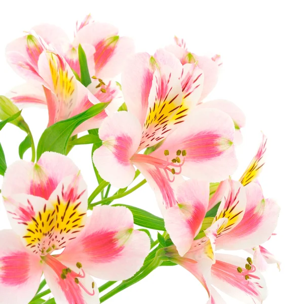 stock image Pink flowers on white