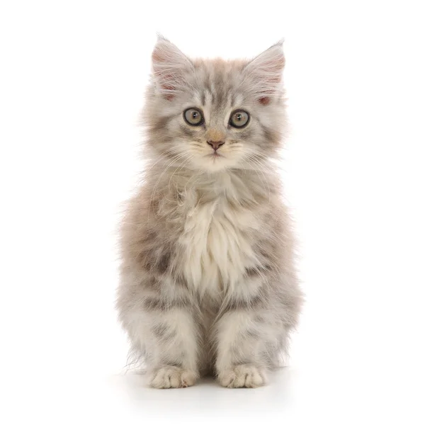 Котенок на белом фоне — стоковое фото