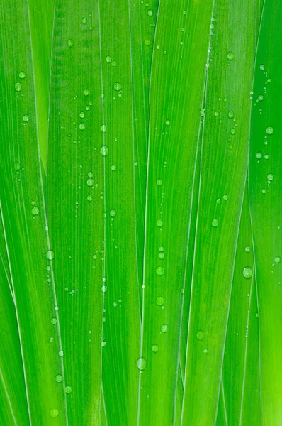 stock image Green Leaves with drops