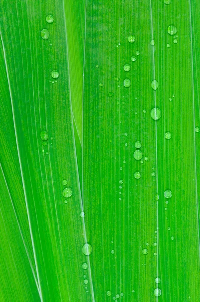 stock image Green Leaves with drops