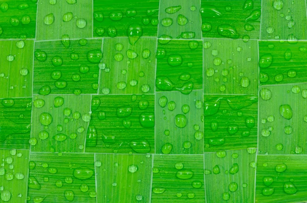 Hojas verdes con gotas —  Fotos de Stock