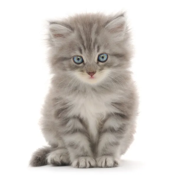 Gattino su sfondo bianco Foto Stock