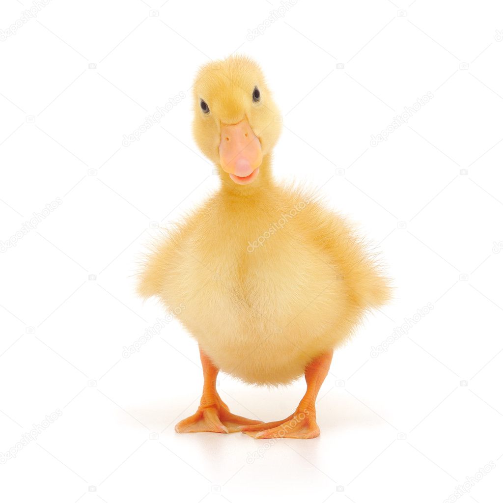 One duckling