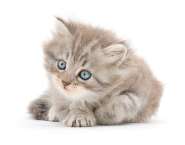 Kitten on a white background clipart