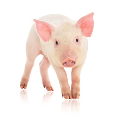 Pig on white clipart