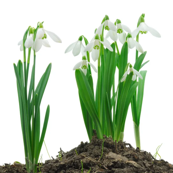 stock image Snowdrops (Galanthus nivalis) on white background