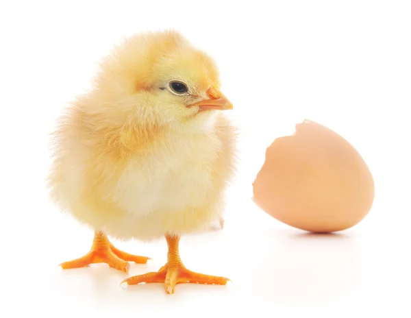 Курица и яичная скорлупа — стоковое фото