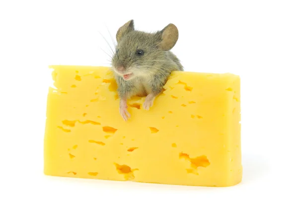 老鼠和奶酪 — 图库照片