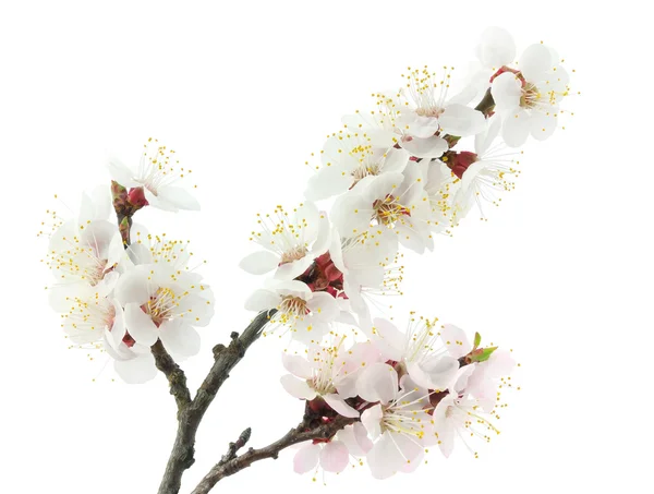 Apricot blossom — Stock Photo, Image