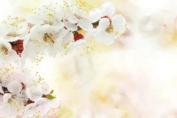 Aprikosenblüte — Stockfoto