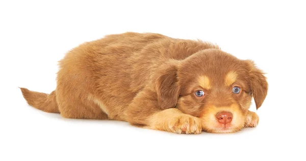 Baby Puppy — Stockfoto