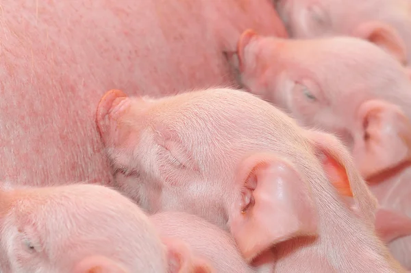 Свиньи кормятся с матерью — стоковое фото