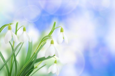 Snowdrops (Galanthus nivalis) on sky background clipart