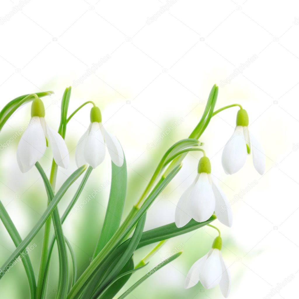 Snowdrops (Galanthus nivalis) on white background