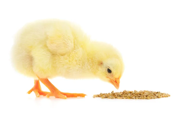 Baby kip een maaltijd — Stockfoto
