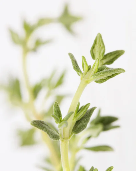 Fresh fragrant thyme — Stock Photo, Image