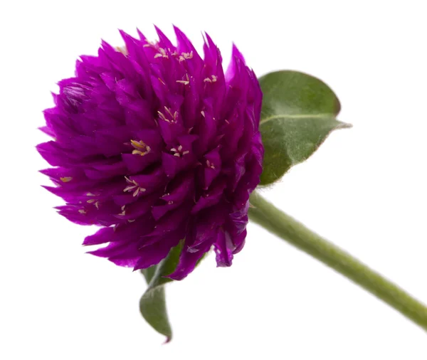 Flor púrpura primer plano — Foto de Stock