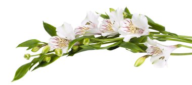 beyaz çiçek alstroemeria