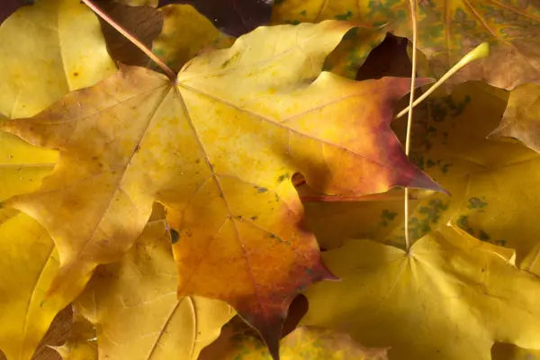 가을 나뭇잎을 닫고 — 스톡 사진