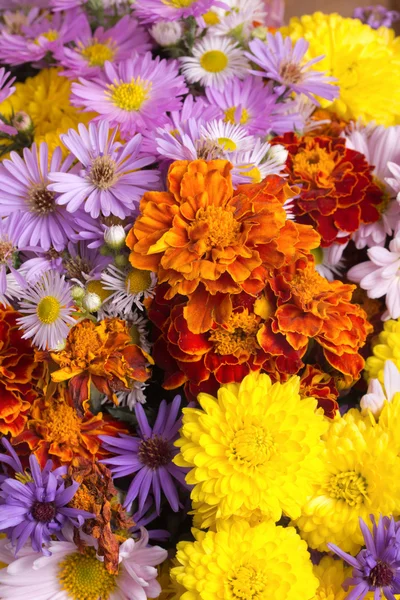 Flores de otoño — Foto de Stock
