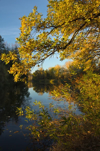 stock image Yellow leaves above water of lake