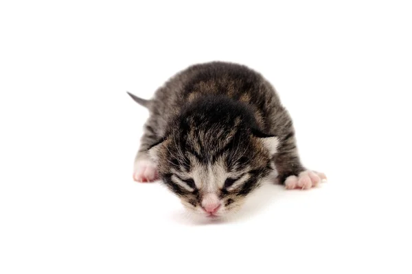 Kör kedi yavrusu — Stok fotoğraf