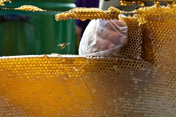 Мед липовий — стокове фото